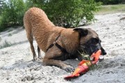 JEFFREY JUNGLE zabawka HOZIES z węża strażackiego