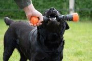 Dog Comets METEOR patyk do zabawy rozmiar L pomarańczowy