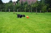 Dog Comets Uciekająca Piłka PAN-STARS zielona