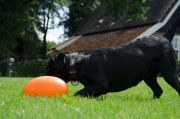Dog Comets Uciekająca Piłka PAN-STARS zielona