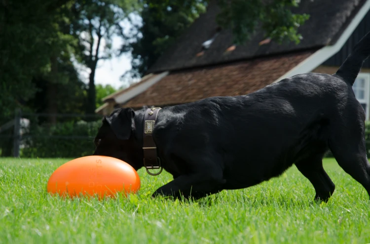 Dog Comets Uciekająca Piłka PAN-STARS zielona