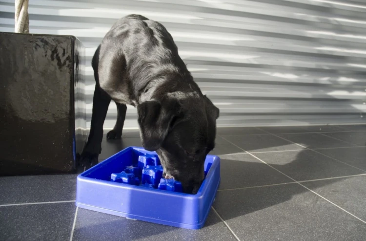 Eat Slow Live Longer STAR miska spowalniająca niebieska S dla psa i kota