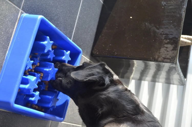 Eat Slow Live Longer STAR miska spowalniająca niebieska S dla psa i kota