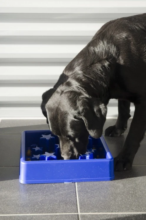 Eat Slow Live Longer STAR miska spowalniająca niebieska S dla psa i kota