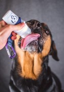 Doggy Roller SmoothieDog z karabińczykiem