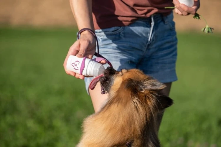 Doggy Roller SmoothieDog z karabińczykiem