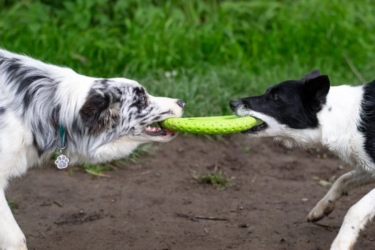 Kiwi Walker Let's Play! FRISBEE Maxi pomarańczowe