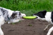 Kiwi Walker Let's Play! FRISBEE Maxi zielone
