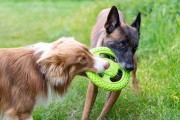 Kiwi Walker Let's Play! FRISBEE Mini pomarańczowe