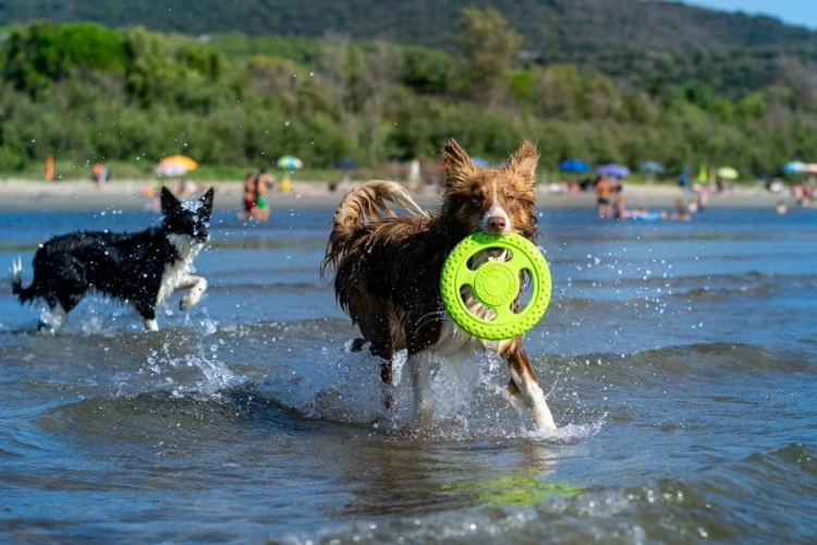 Kiwi Walker Let's Play! FRISBEE Mini pomarańczowe