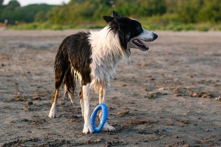 Kiwi Walker Let's Play! RING Mini pomarańczowy