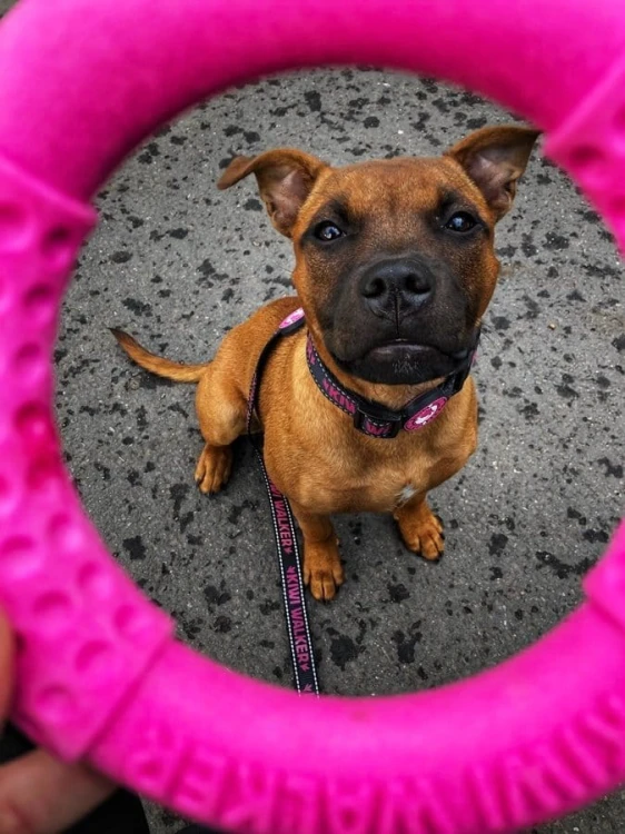 Kiwi Walker Let's Play! RING Maxi różowy