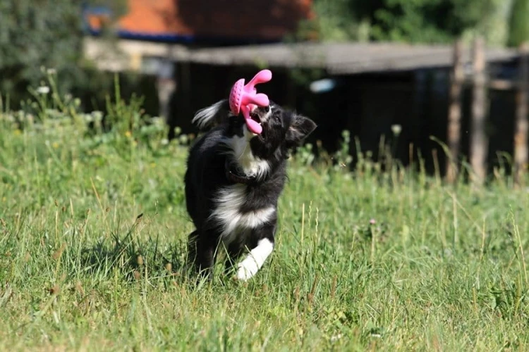 Kiwi Walker Let's Play! OCTOPUS Mini ośmiornica niebieska