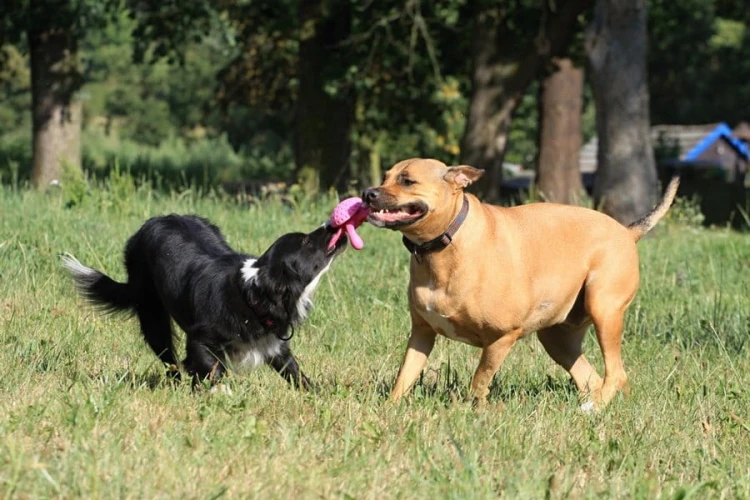 Kiwi Walker Let's Play! OCTOPUS Mini ośmiornica niebieska