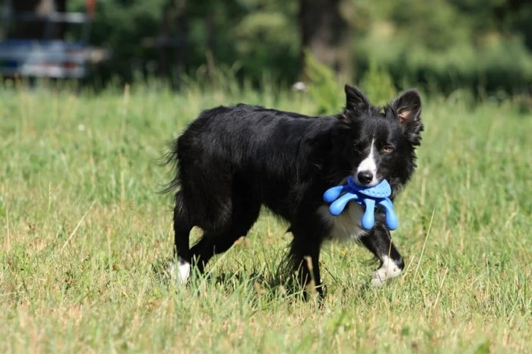 Kiwi Walker Let's Play! OCTOPUS Mini ośmiornica niebieska