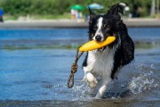 Kiwi Walker Let's Play! ZEPPELIN Maxi aport pomarańczowy