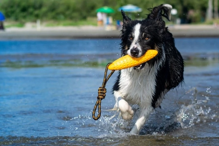 Kiwi Walker Let's Play! ZEPPELIN Maxi aport pomarańczowy