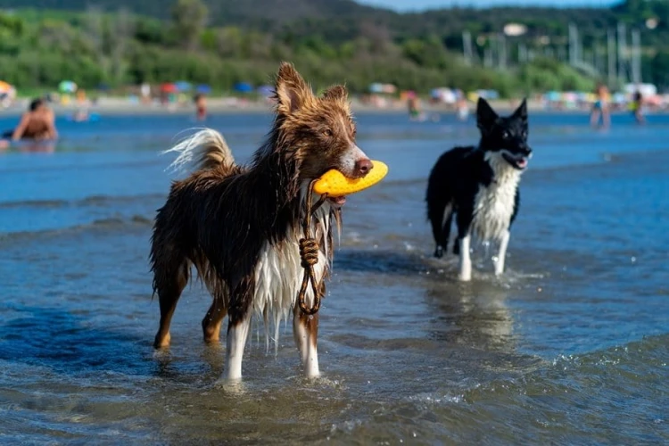 Kiwi Walker Let's Play! ZEPPELIN Maxi aport pomarańczowy