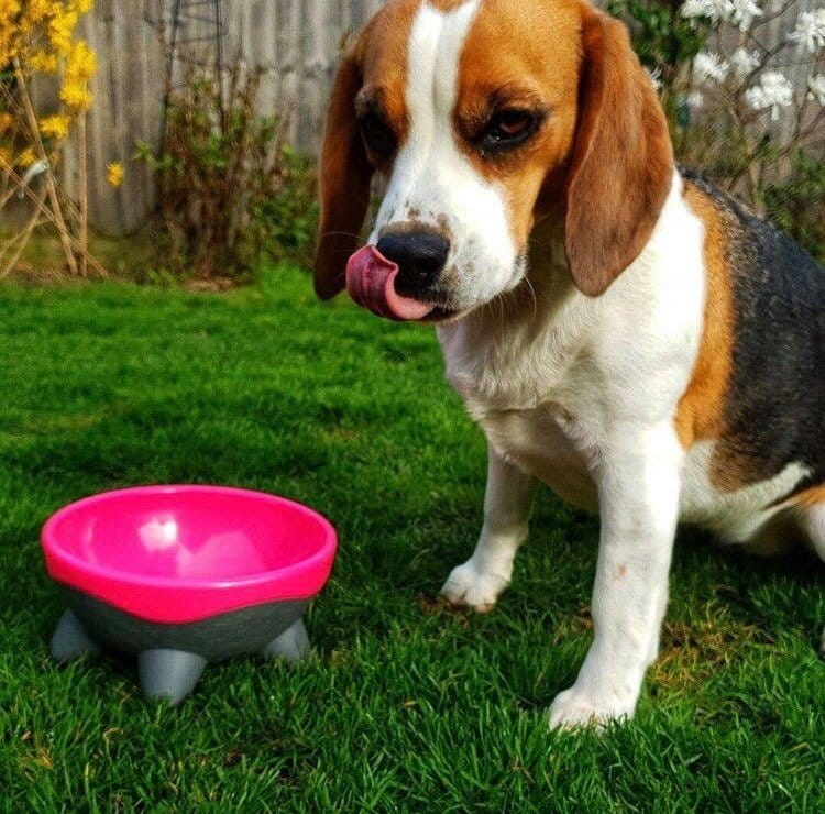 Kiwi Walker UFO BOWL miska pomarańczowa dla psa i kota