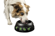 Kiwi Walker BLACK BOWL miska różowa dla psa i kota