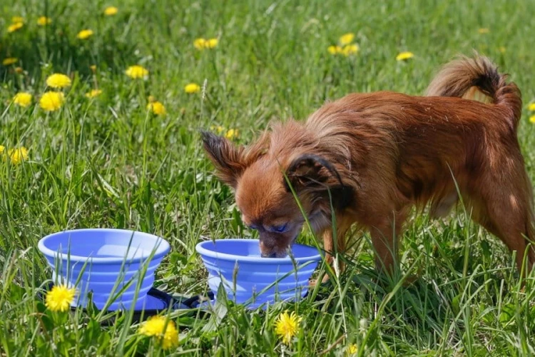 Kiwi Walker TRAVEL DOUBLE BOWL SLOWFEEDER zestaw spowalniających misek turystycznych pomarańczowych
