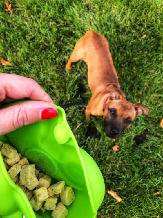 Kiwi Walker REWARDS POCKET saszetka na przysmaki pomarańczowa