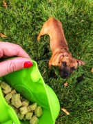 Kiwi Walker REWARDS POCKET saszetka na przysmaki różowa