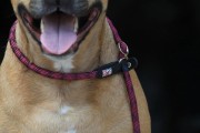 Kiwi Walker ROPE LEAD 2in1 Smycz i obroża żółto-czarna