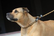 Kiwi Walker ROPE LEAD 2in1 Smycz i obroża zielono-czarna