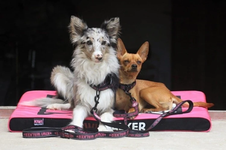 Kiwi Walker OBROŻA rozmiar S niebieska