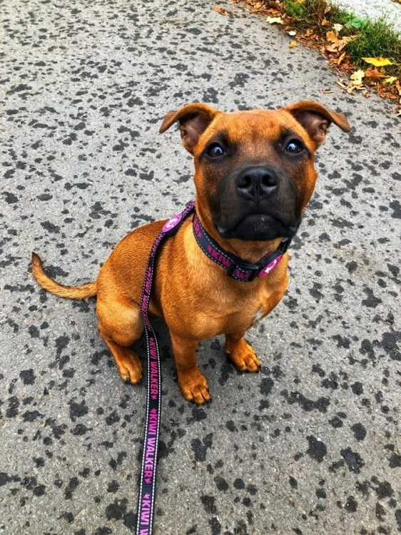 Kiwi Walker OBROŻA rozmiar S niebieska