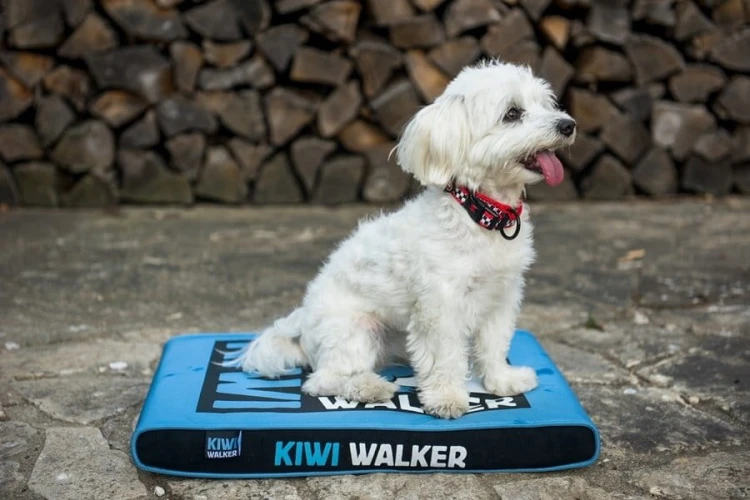 Kiwi Walker MATERAC ORTOPEDYCZNY niebiesko-czarny rozmiar M