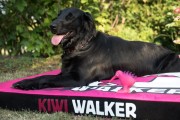 Kiwi Walker MATERAC ORTOPEDYCZNY zielono-czarny rozmiar XL