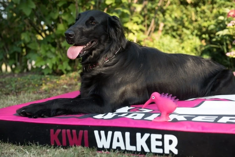 Kiwi Walker MATERAC ORTOPEDYCZNY różowo-czarny rozmiar XXL
