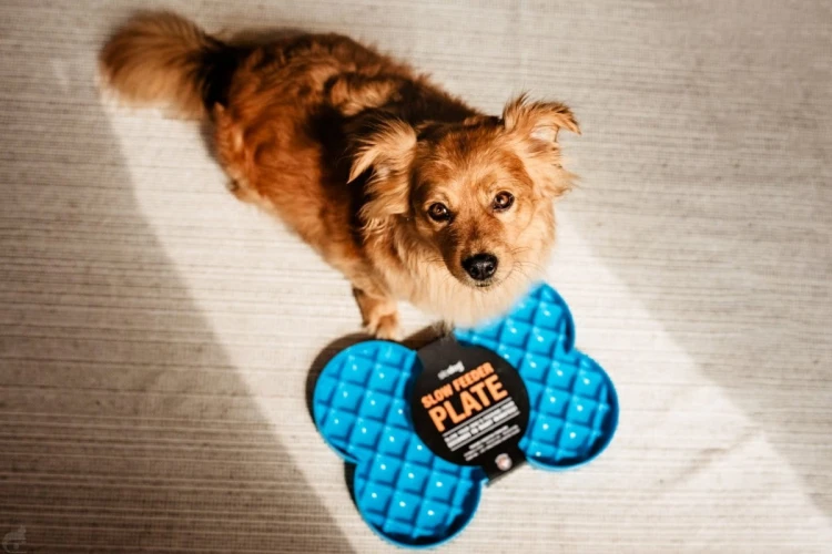 Miska spowalniająca jedzenie SLODOG® czarna dla psa i kota