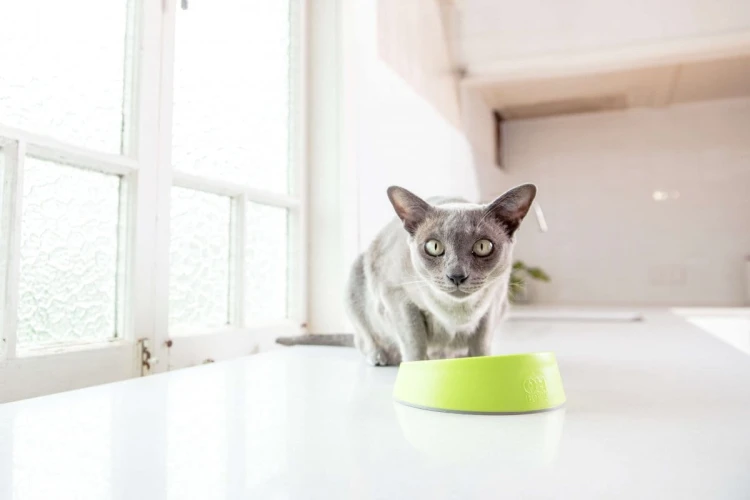 OH Bowl® Miska dbająca o higienę jamy ustnej kota Różowa