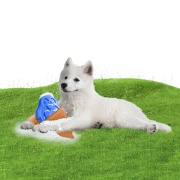 CoolPets Lodowy PINGWIN dla psów