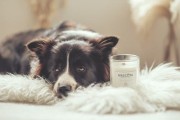 MASCOTA MEXICAN CORIANDER świeca sojowa neutralizująca zapach zwierząt