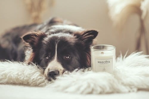 MASCOTA MEXICAN CORIANDER świeca sojowa neutralizująca zapach zwierząt