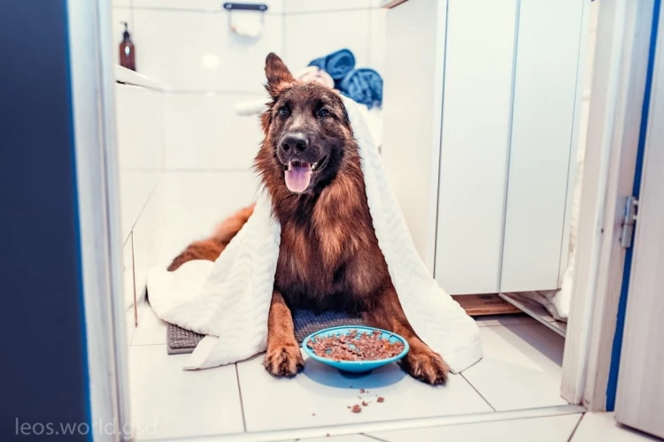 QCHEFS Dental Flakes + LickiMat® Splash™