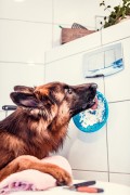 QCHEFS Dental Flakes + LickiMat® Splash™
