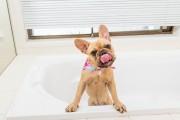 QCHEFS Dental Flakes + LickiMat® Splash™