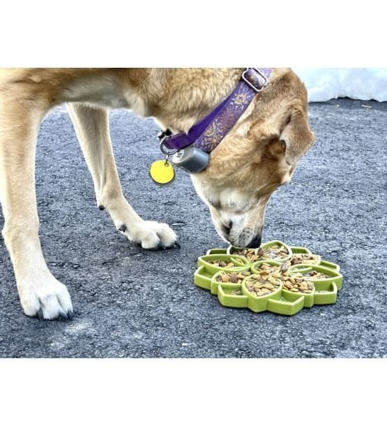 Soda Pup MANDALA zielona