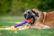 K9 Connectables TUFF TOOTHIE PRO Medium