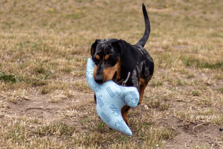 Kiwi Walker 4 ELEMENTS Ptak - Powietrze Eko Zabawka