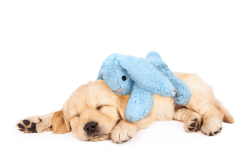CozyDog KRÓLICZEK uspokajająca przytulanka dla psa Niebieska