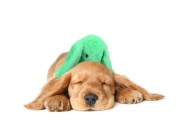 CozyDog KRÓLICZEK uspokajająca przytulanka dla psa Zielona