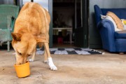 Mata LickiMat® Yoggie Pot pomarańczowa