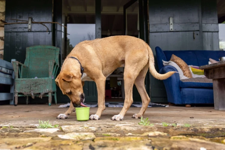 Mata LickiMat® Yoggie Pot różowa
