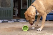 Mata LickiMat® Yoggie Pot turkusowa